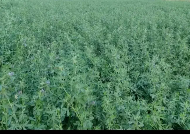 کاه یونجه درجه ا|حیوانات مزرعه|بوشهر, |دیوار