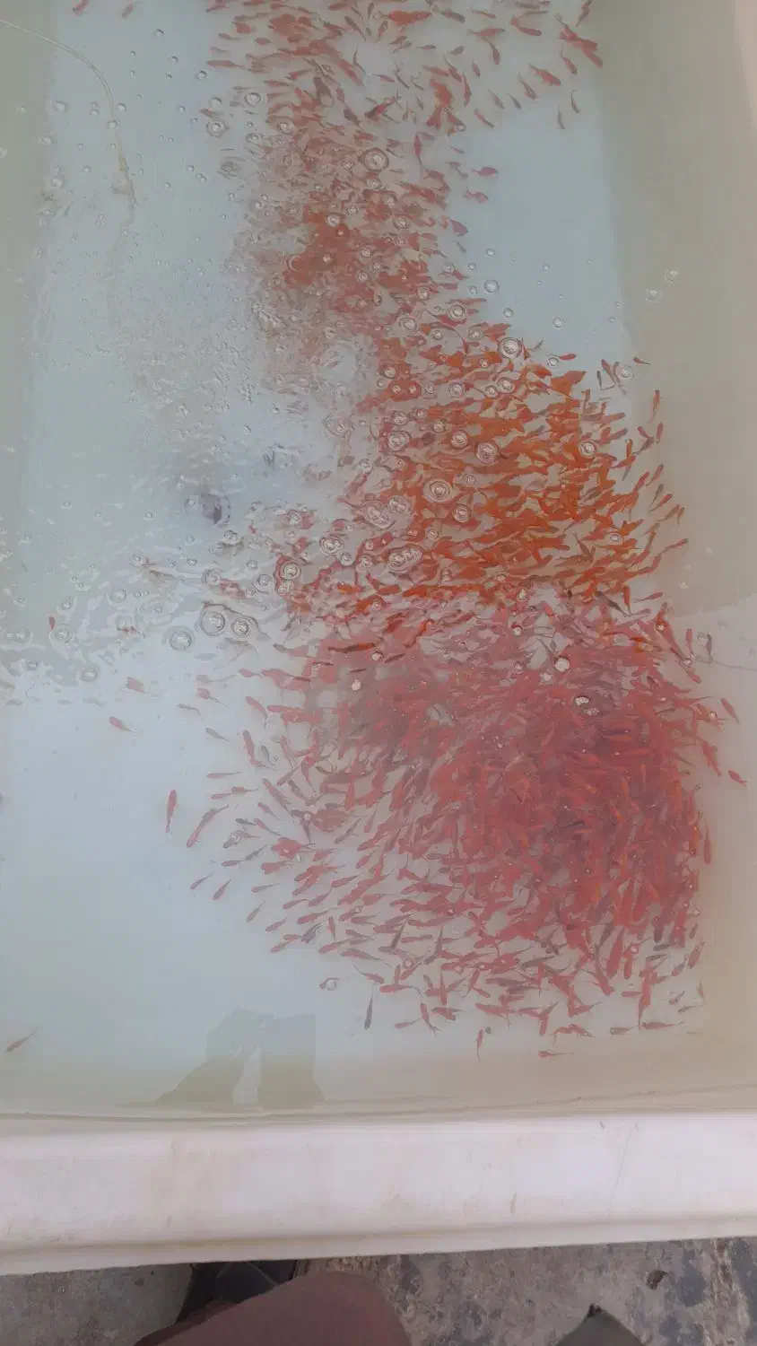 ماهی قرمز|ماهی|گنبد کاووس, |دیوار