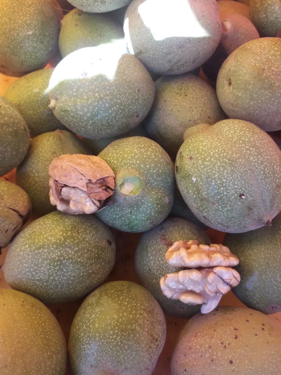 بادام و گردو گل سرخ|خدمات باغبانی و درختکاری|قلعه چای, |دیوار