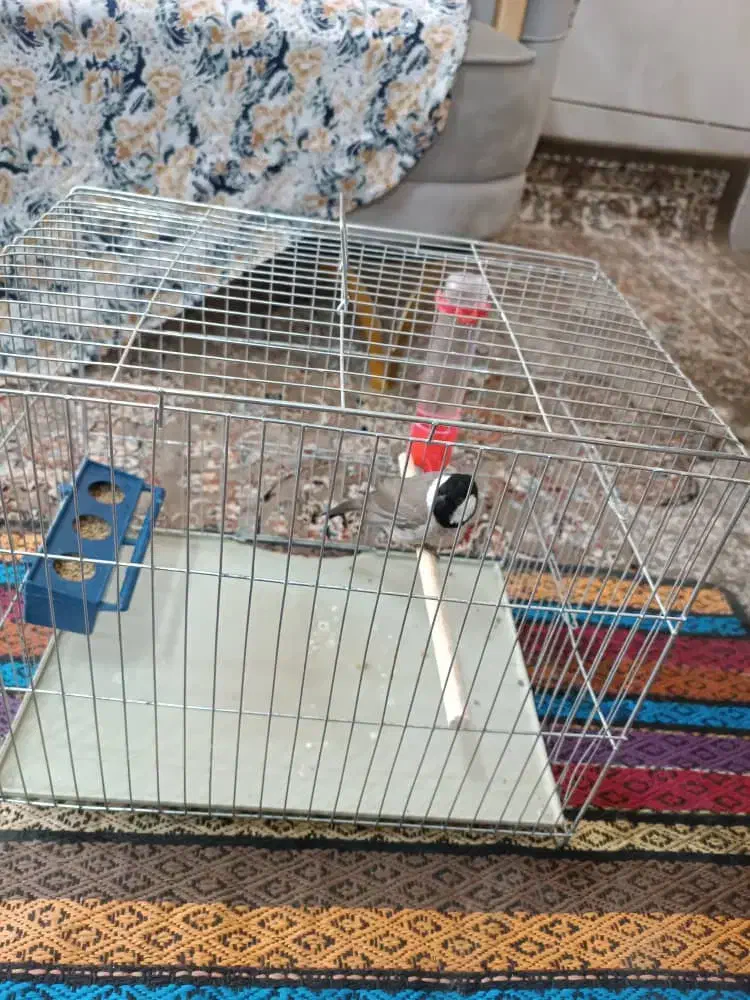 سهره|پرنده|شیراز, شهرک مهرگان|دیوار