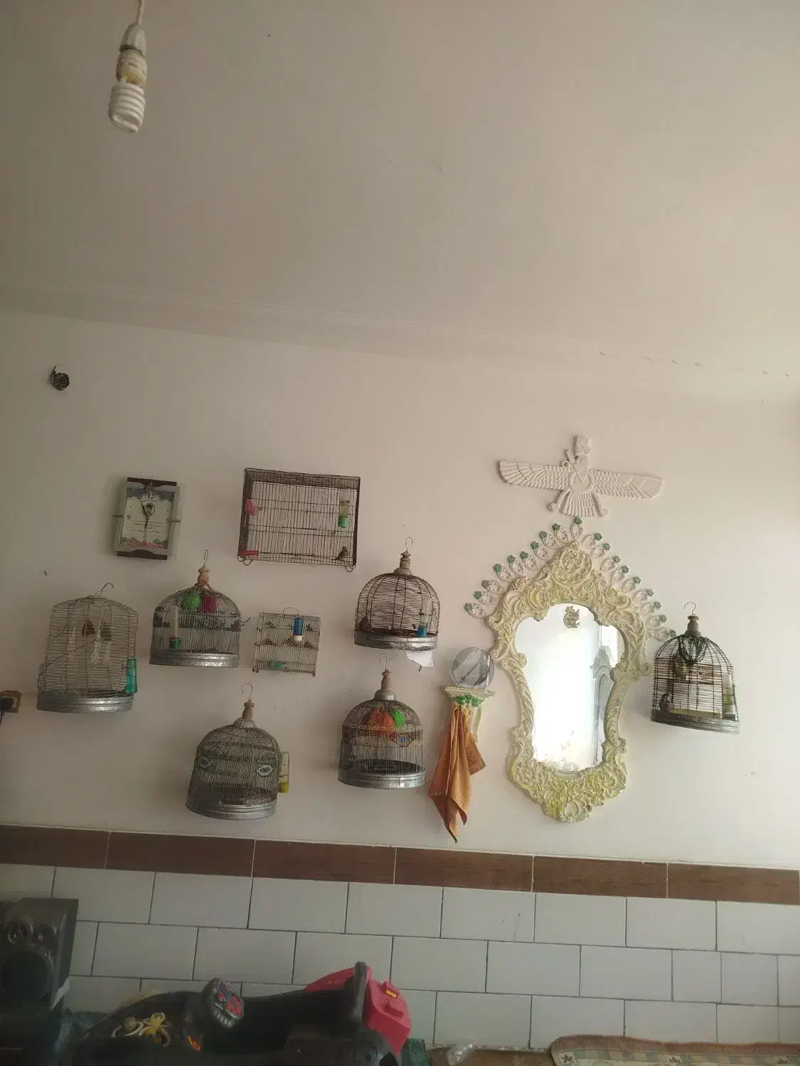 سهره قناری .سهره جوجه قفس وسهره خاکی|پرنده|فسا, |دیوار