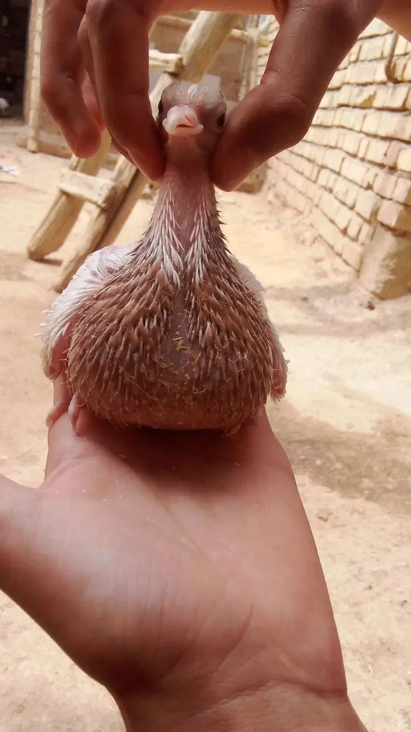 پرنده دیواندره|حیوانات|دیواندره, |دیوار