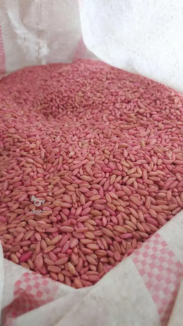 گندم شوشه برای کاشت|خدمات باغبانی و درختکاری|بوکان, |دیوار