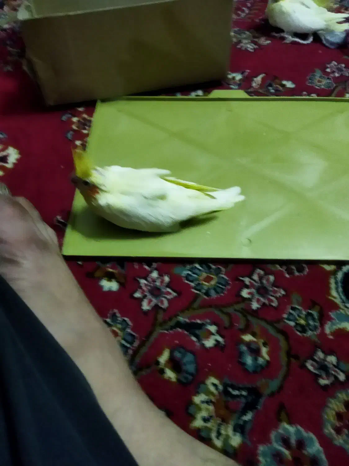 سلام جوجه عروس نژاد 6تخمه برای دستی کردن|پرنده|قم, شهرک امام حسین|دیوار