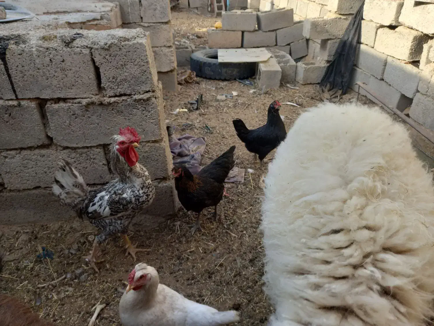 مرغ گلین|حیوانات مزرعه|درمیان, |دیوار