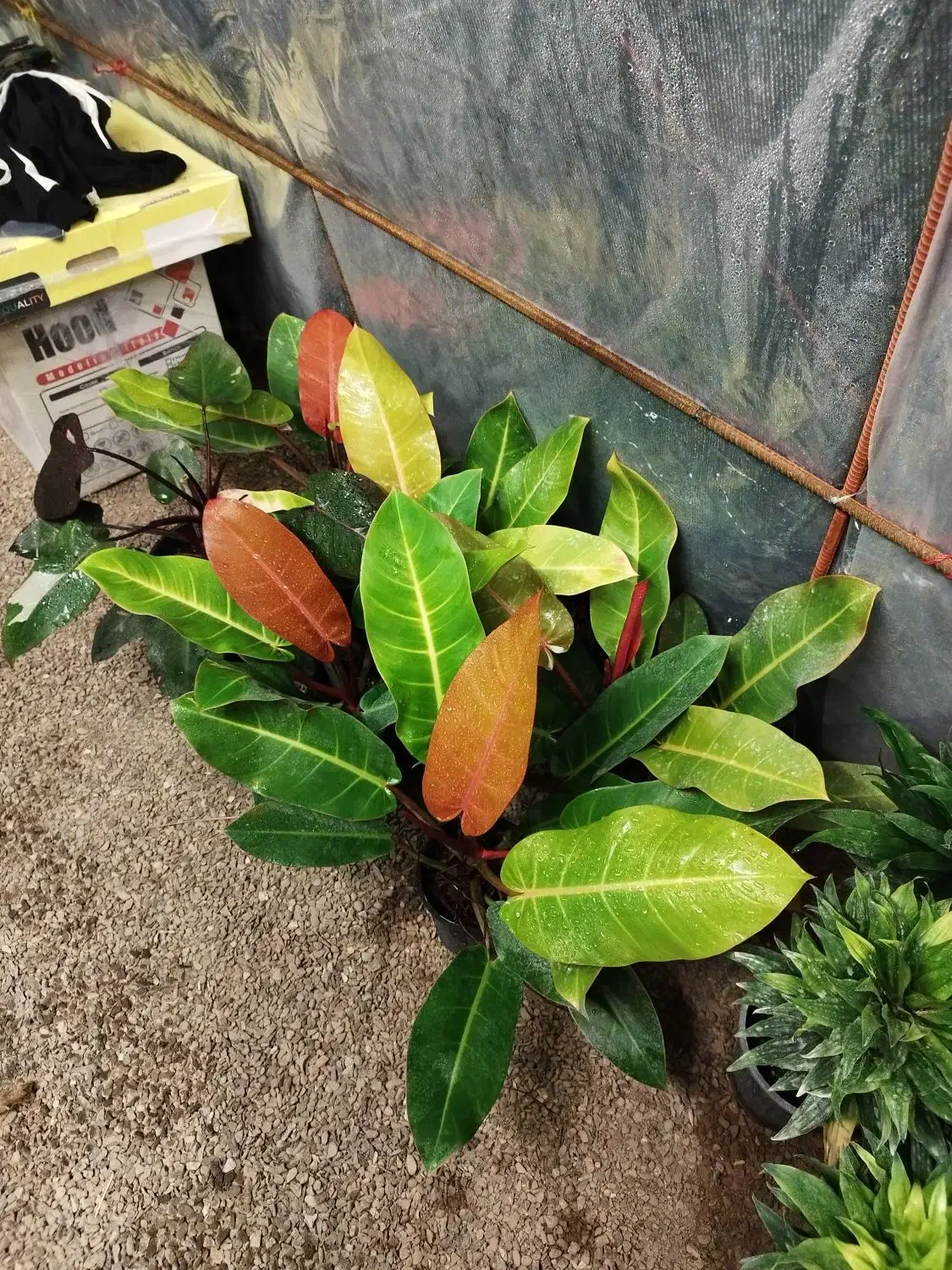 فیلو پرتقالی|گل و گیاه طبیعی|طاهرگوراب, |دیوار