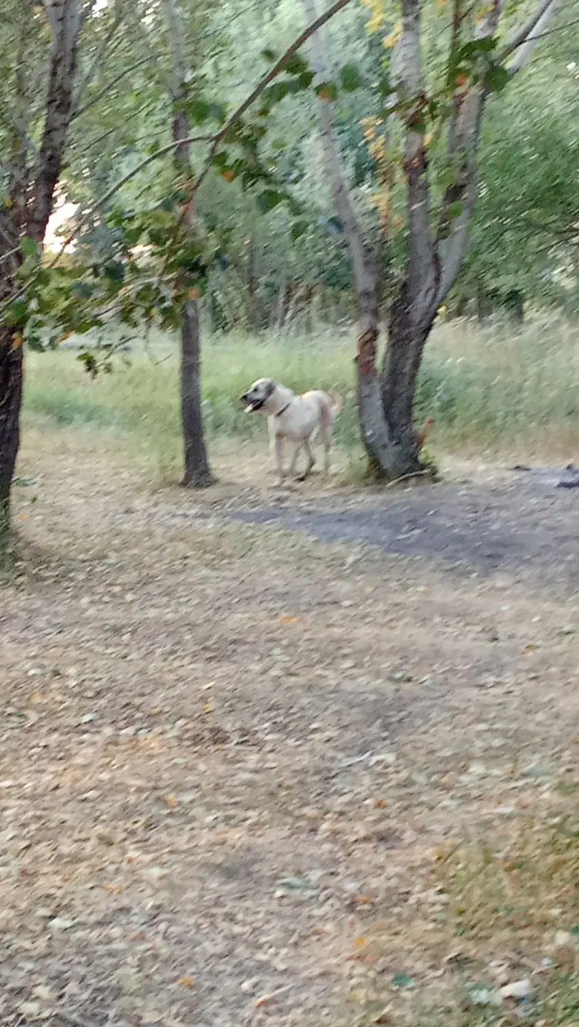 ماده عراقی|سگ|هریس, |دیوار