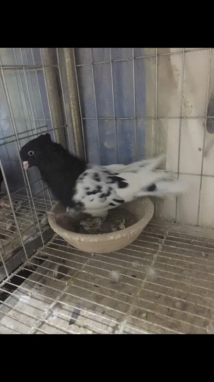 کبوتر کفتر کله سینه|پرنده|شوشتر, |دیوار