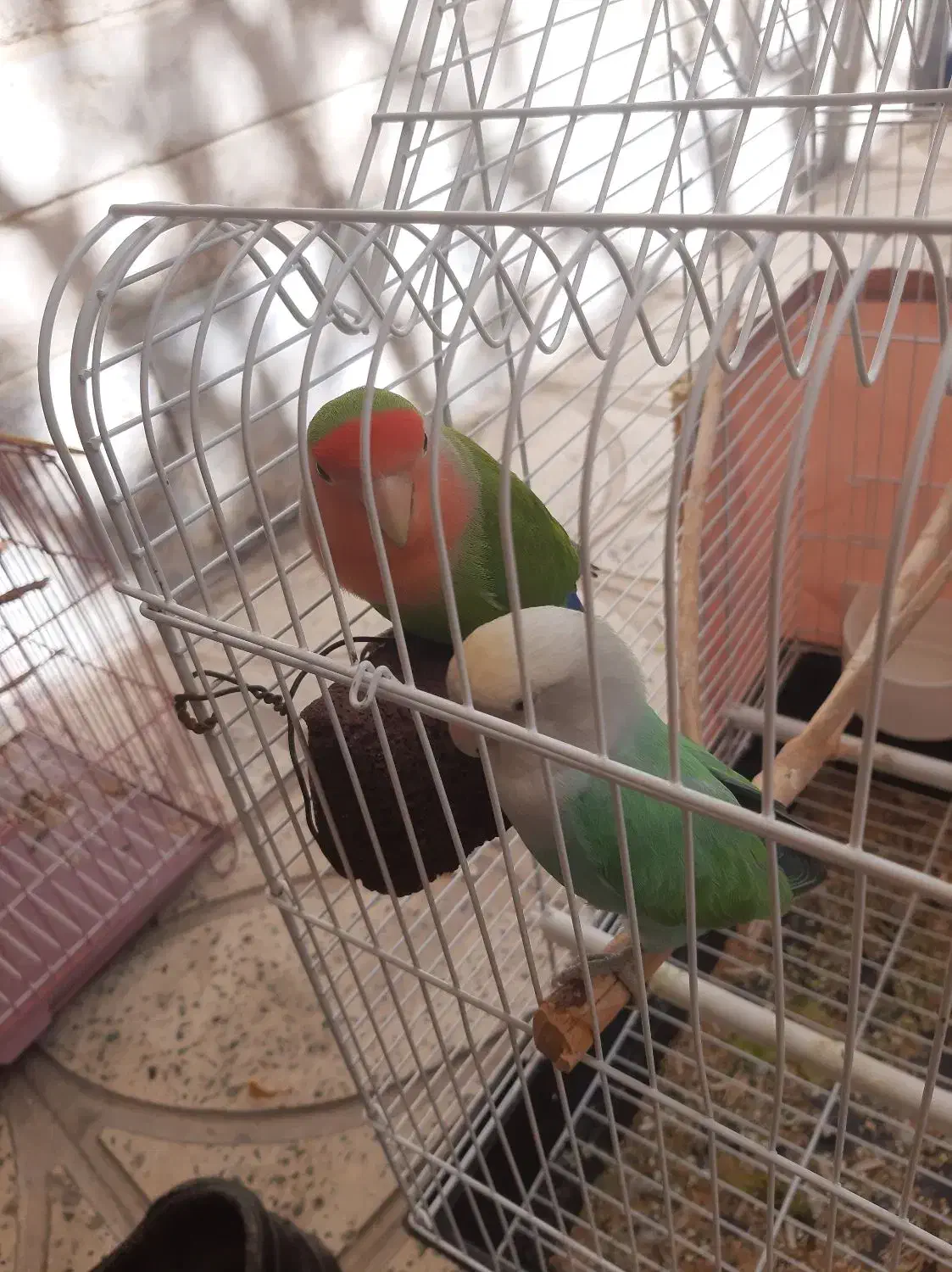 طوطی برزیلی|پرنده|گلستان (تهران), |دیوار