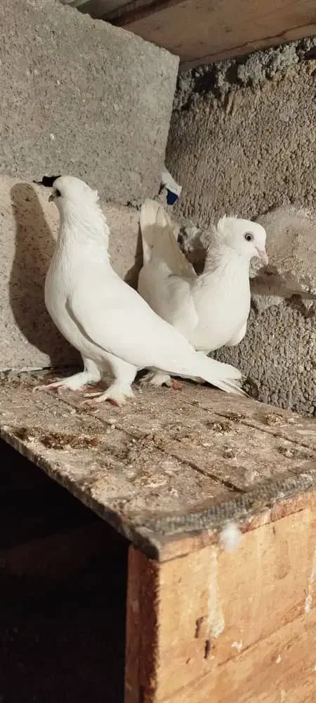 بوشهری|پرنده|دلوار, |دیوار