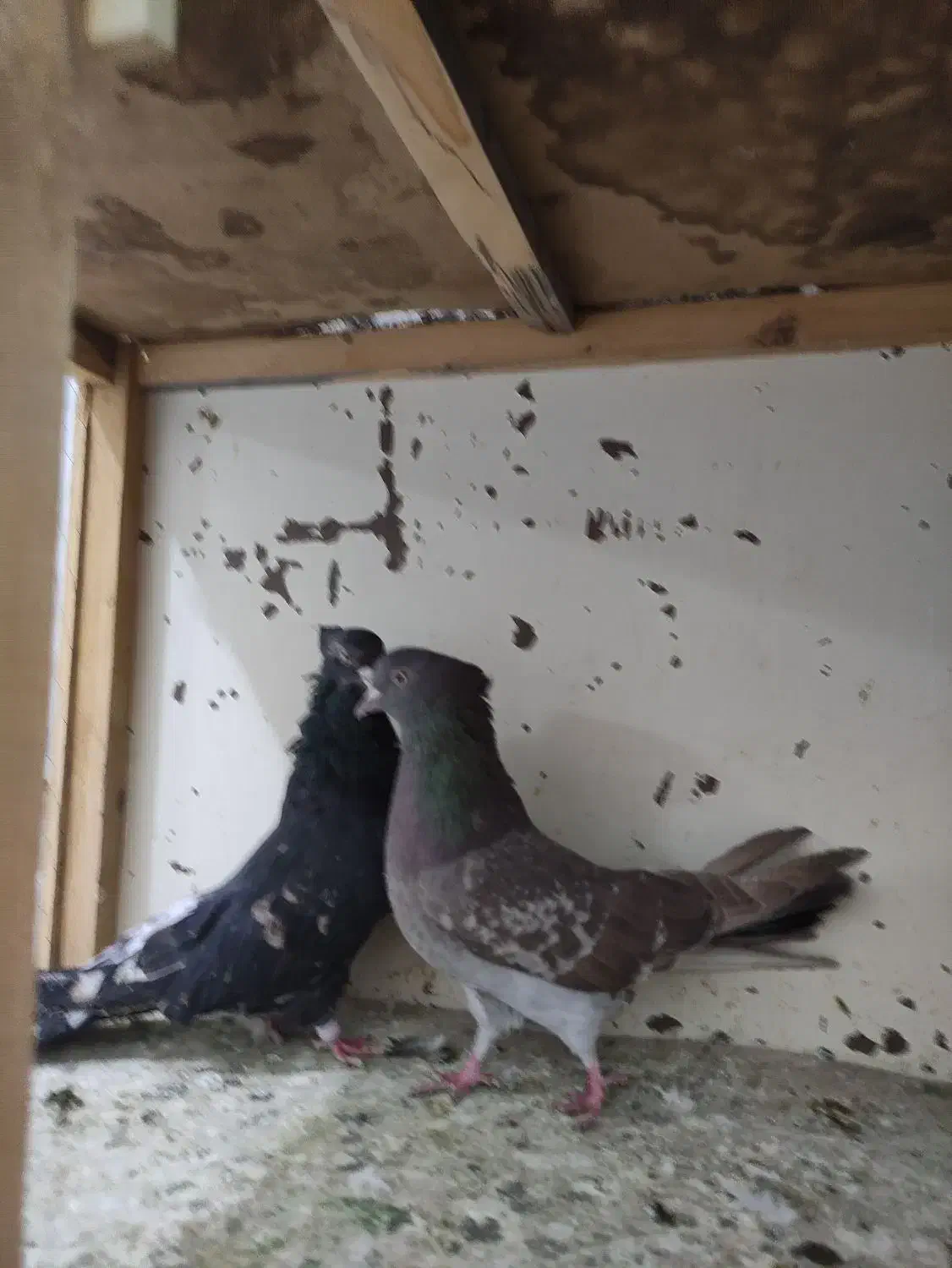 کبوتر کفتر|پرنده|خرمدره, |دیوار