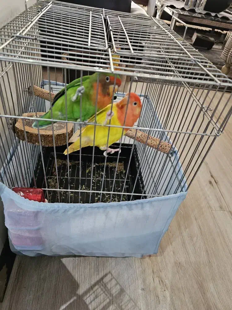 کوتوله برزیلی همراه با دوتا جوجه اضافه مطلقات|پرنده|کرج, کوی کارمندان جنوبی|دیوار