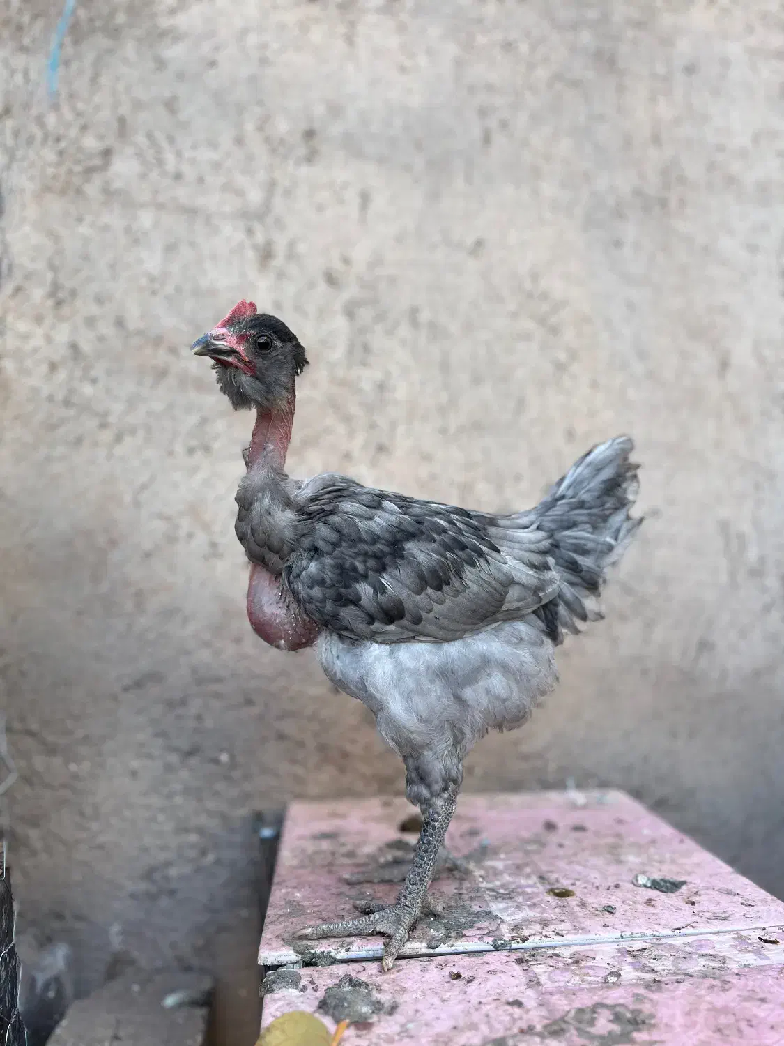 جوجه خروس گردن لختی محلی|حیوانات مزرعه|قزوین, |دیوار