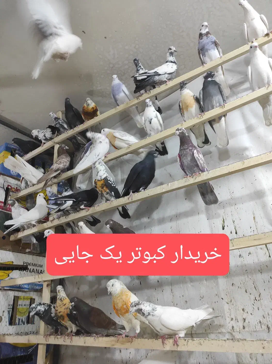 کفتر یکجا|پرنده|قنوات, |دیوار