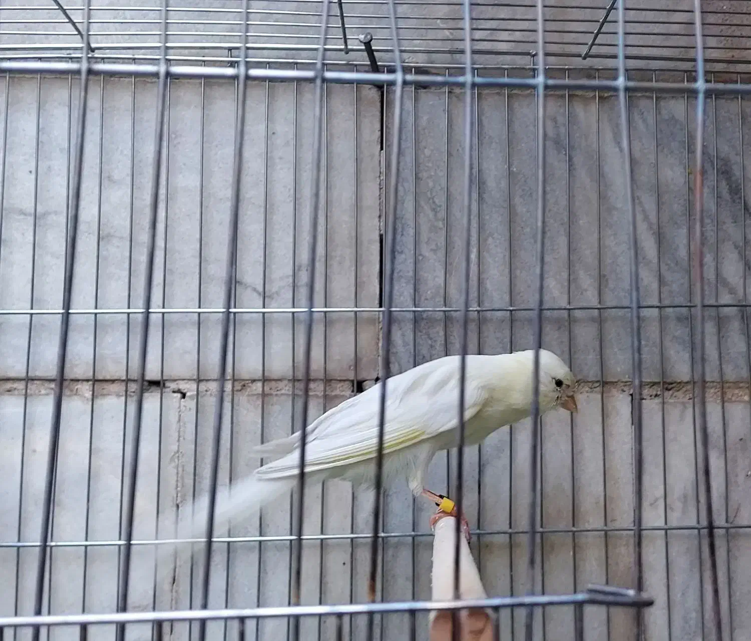 قناری رسمی بلند|پرنده|ری, دیلمان|دیوار