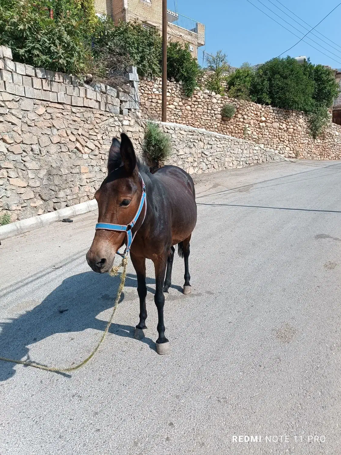 قاطر ماچه اصیل قاطر عشایری|حیوانات مزرعه|باغ ملک, |دیوار