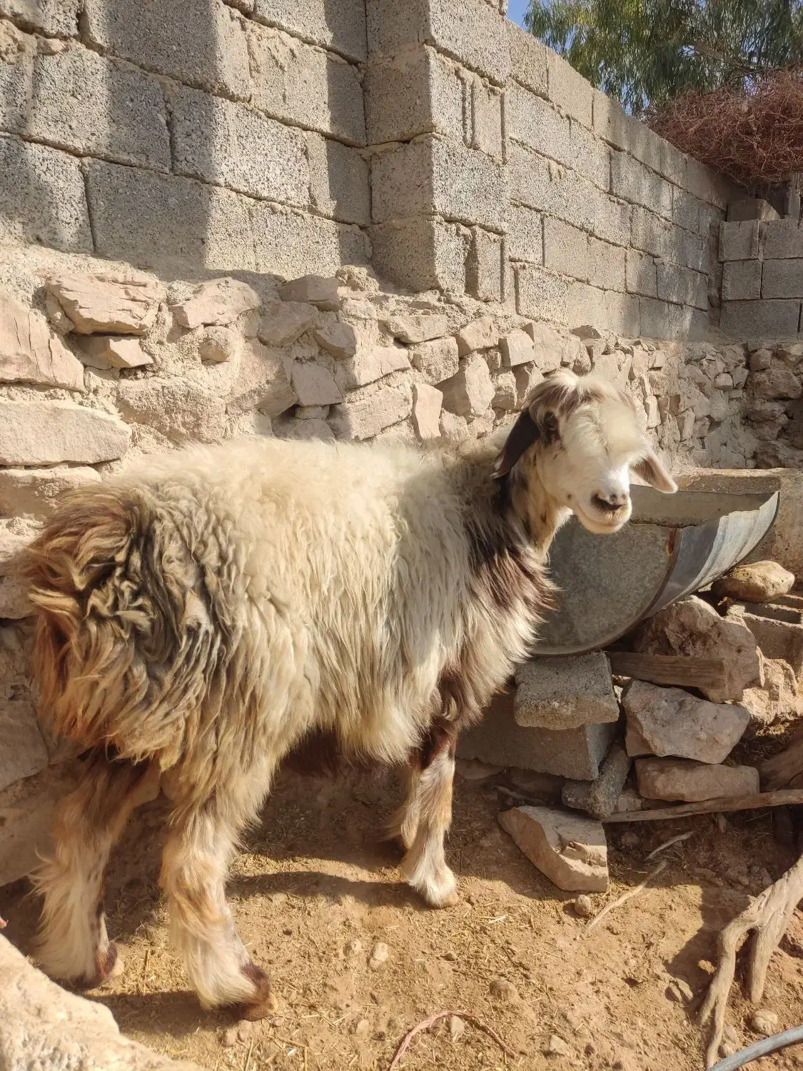 میش ، گوسفند شیشک|حیوانات مزرعه|جره و بالاده, |دیوار