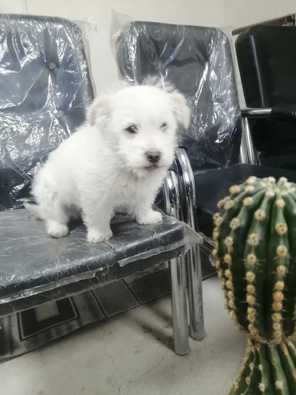 نژاد شیتزو مالتیز|سگ|تبریز, |دیوار