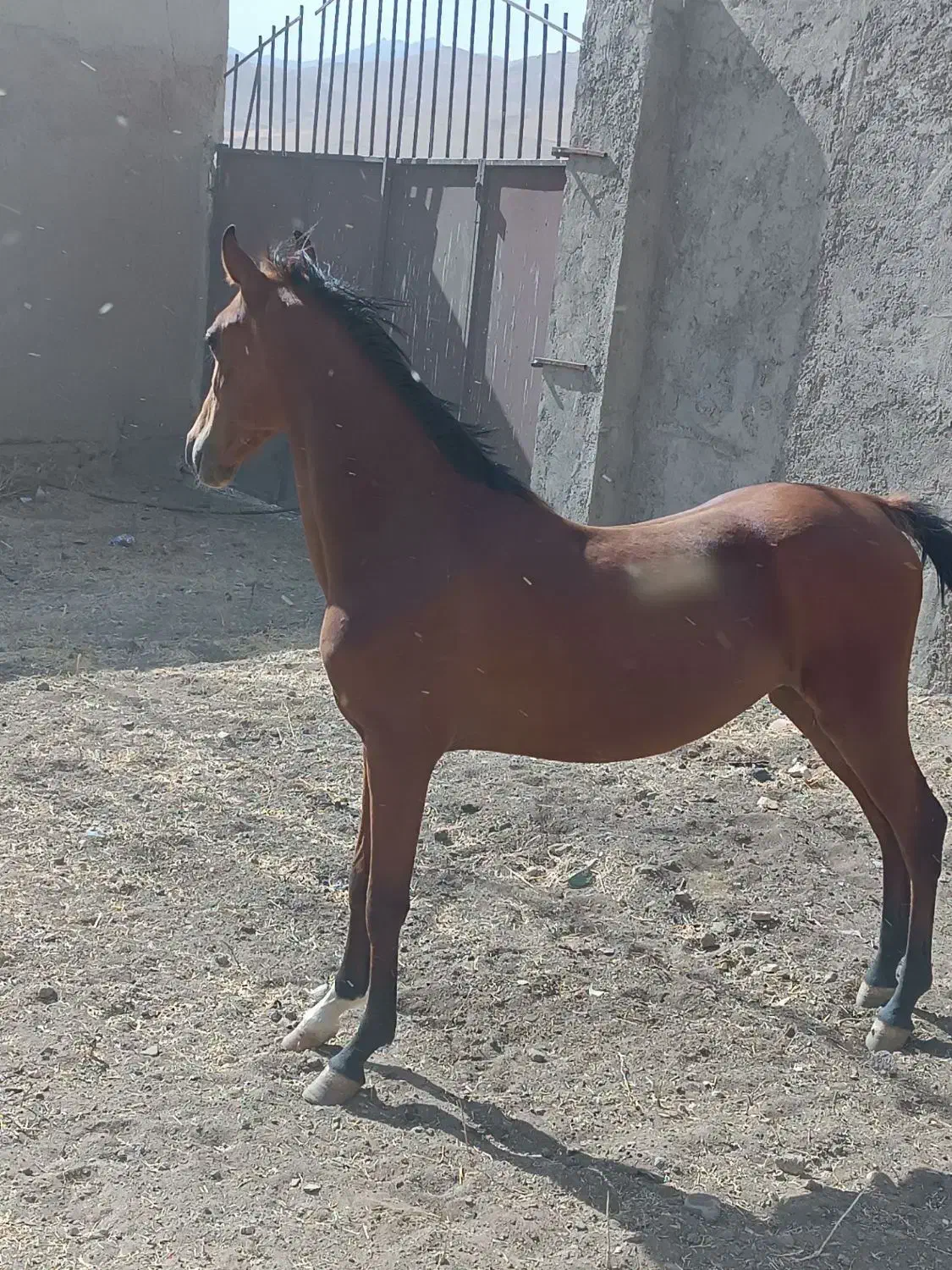 اسب مادیان|اسب و تجهیزات اسب‌سواری|همدان, |دیوار