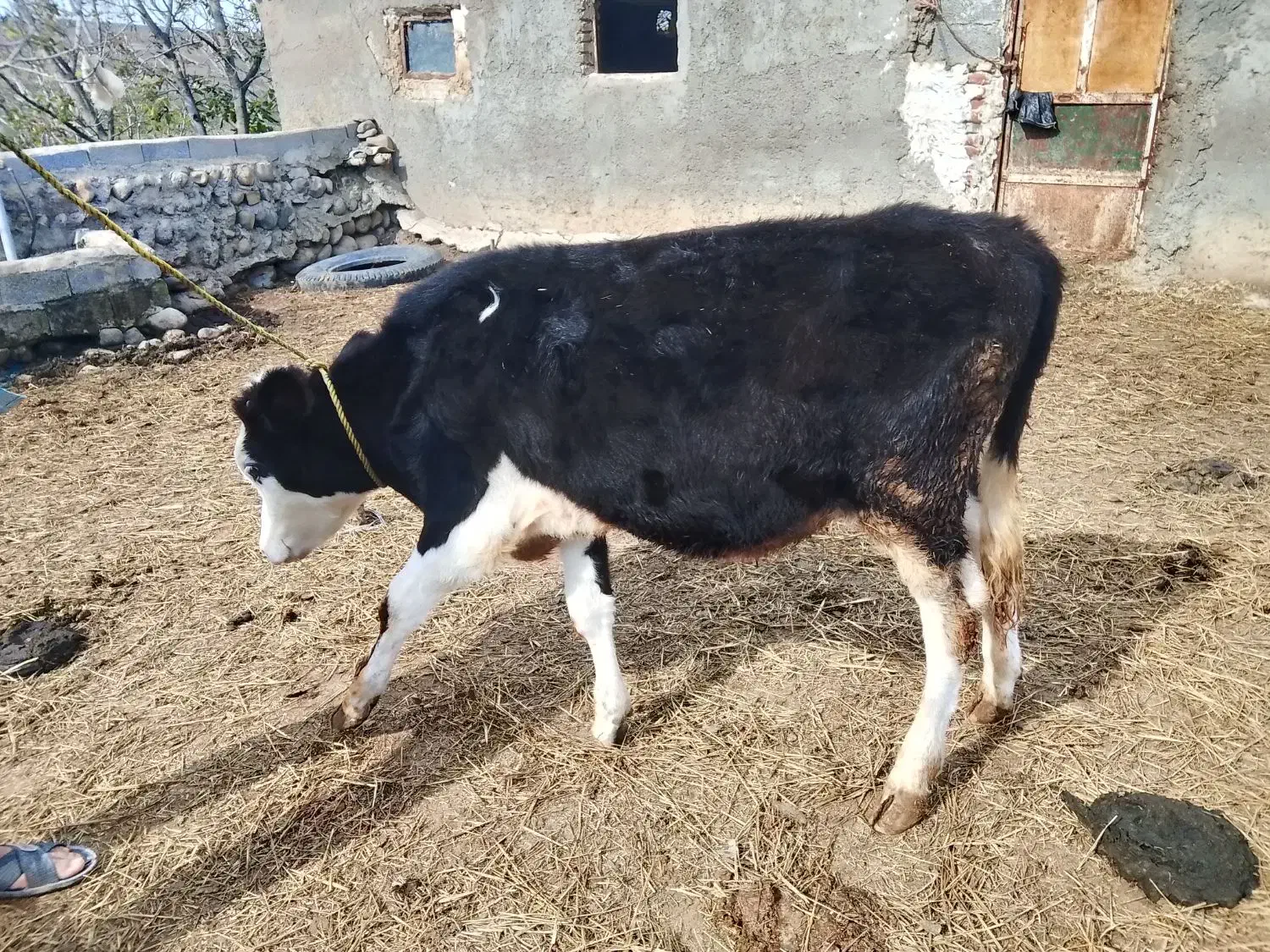 شماره تماس|حیوانات مزرعه|چهاردانگه (آذربایجان), |دیوار