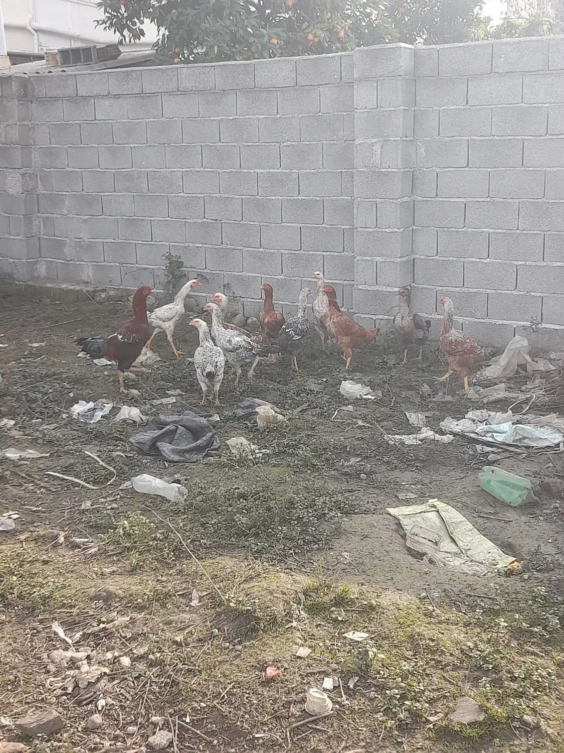 مرغ لاری باخروس|حیوانات مزرعه|خرم‌آباد (تنکابن), |دیوار