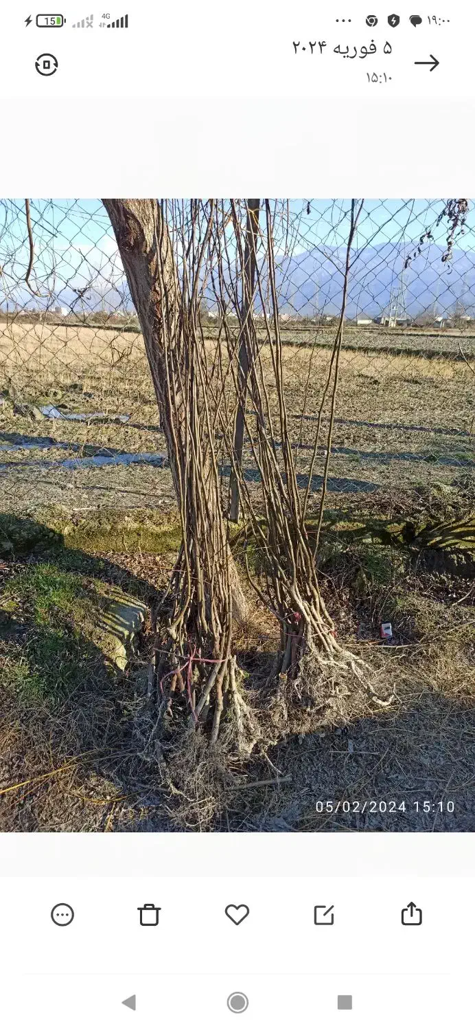 نهال به صادراتی مخصوص شمال.تعداد محدود|خدمات باغبانی و درختکاری|کردکوی, |دیوار