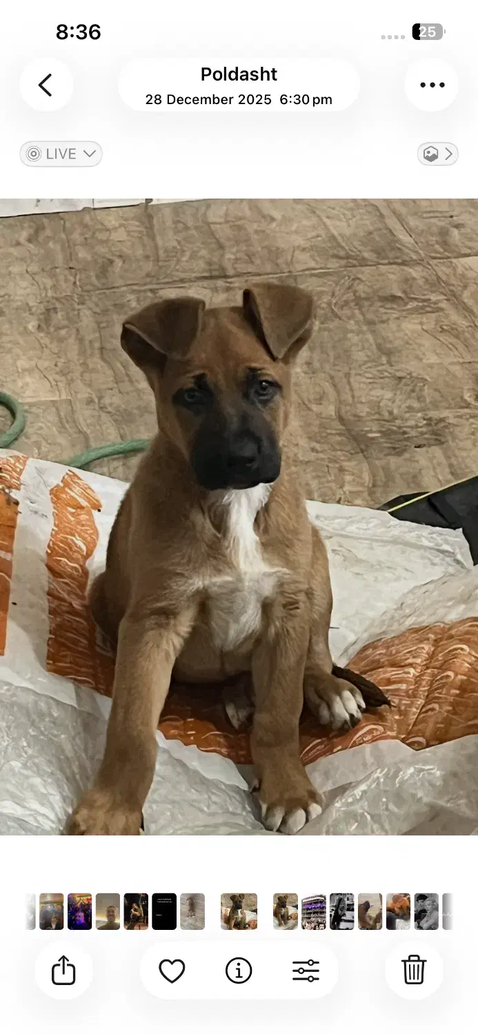 سگ پیت بول|سگ|ماکو, |دیوار