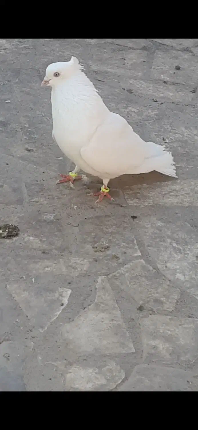 گبوتر|پرنده|بم, |دیوار