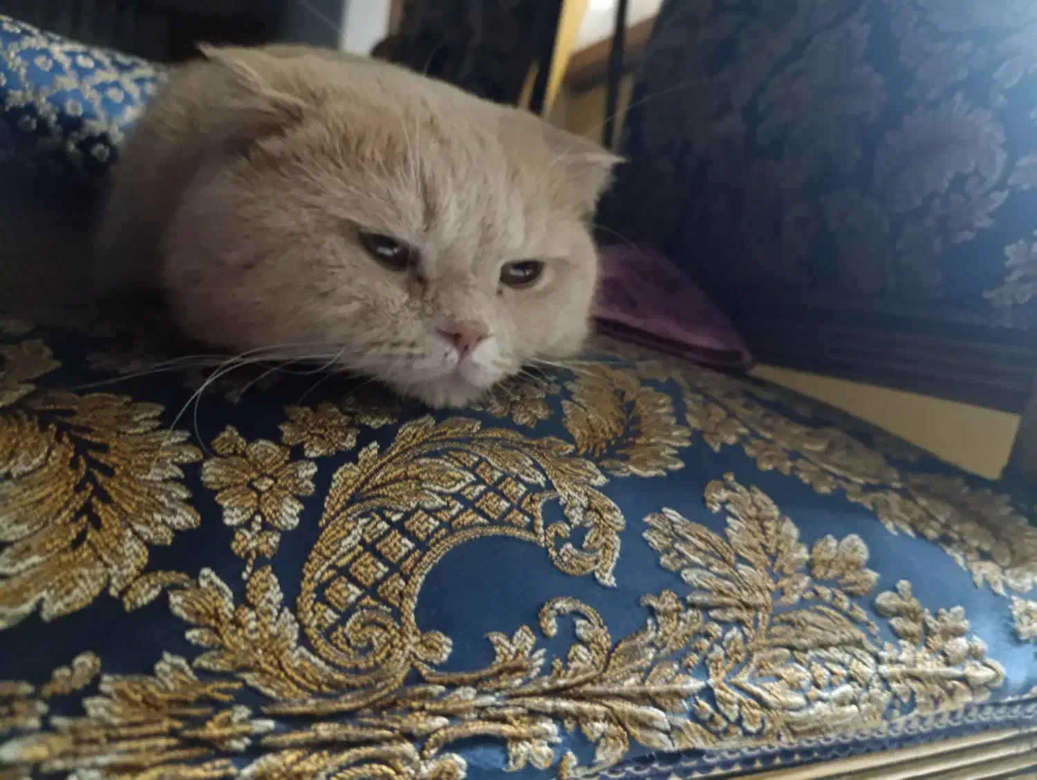 اسکاتیش نر|گربه|تهران, باشگاه نفت|دیوار