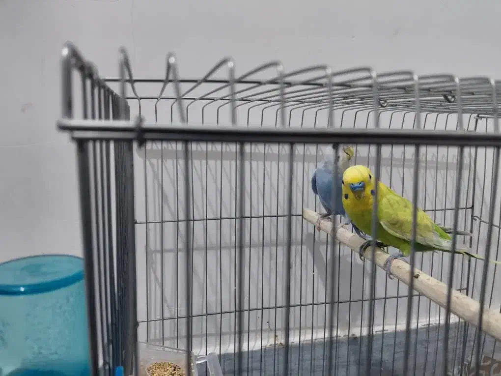 مرغ عشق|پرنده|بندر کنگان, |دیوار