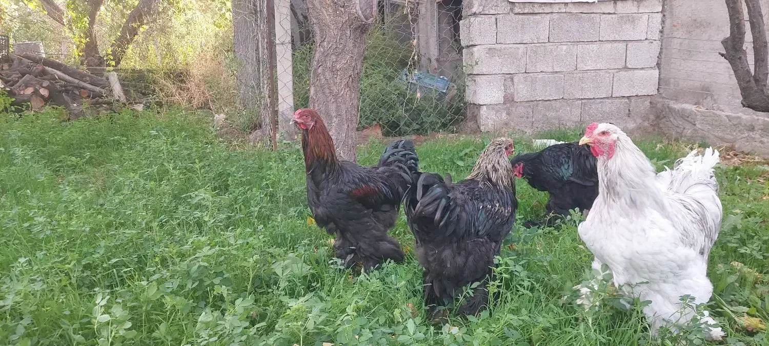 خروس برهما|حیوانات مزرعه|جلفا, |دیوار
