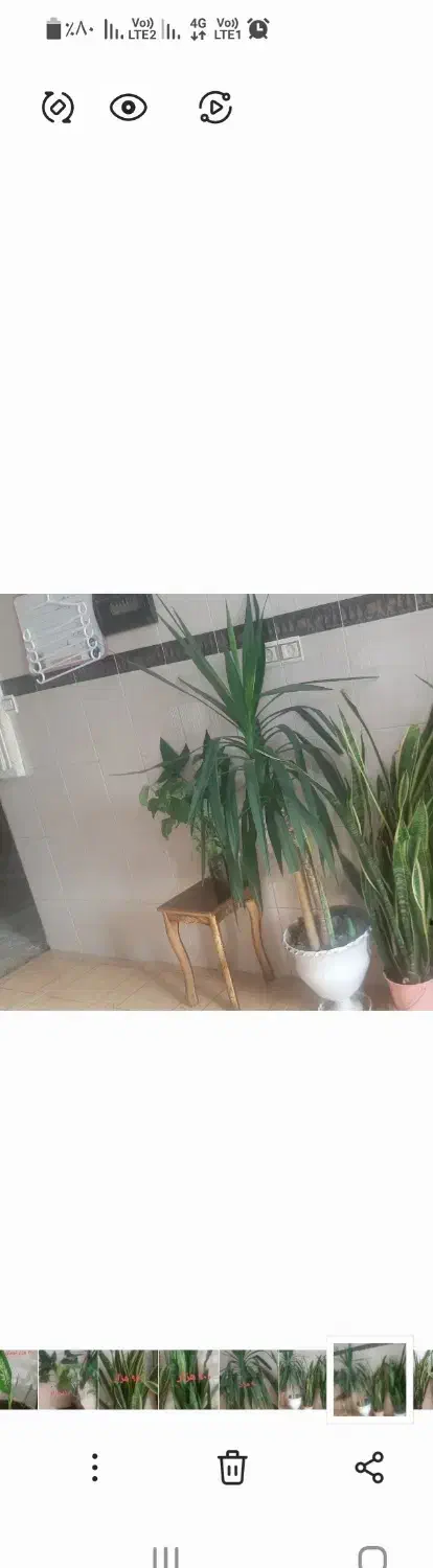 گل یوگا|گل و گیاه طبیعی|نیشابور, بنیاد شهید|دیوار