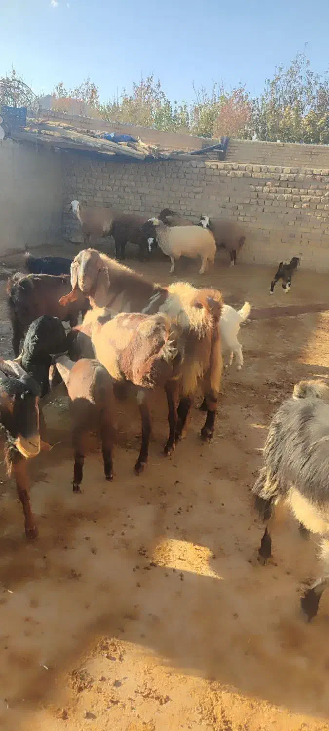 نر بز ارتشی|حیوانات مزرعه|کوهدشت, |دیوار