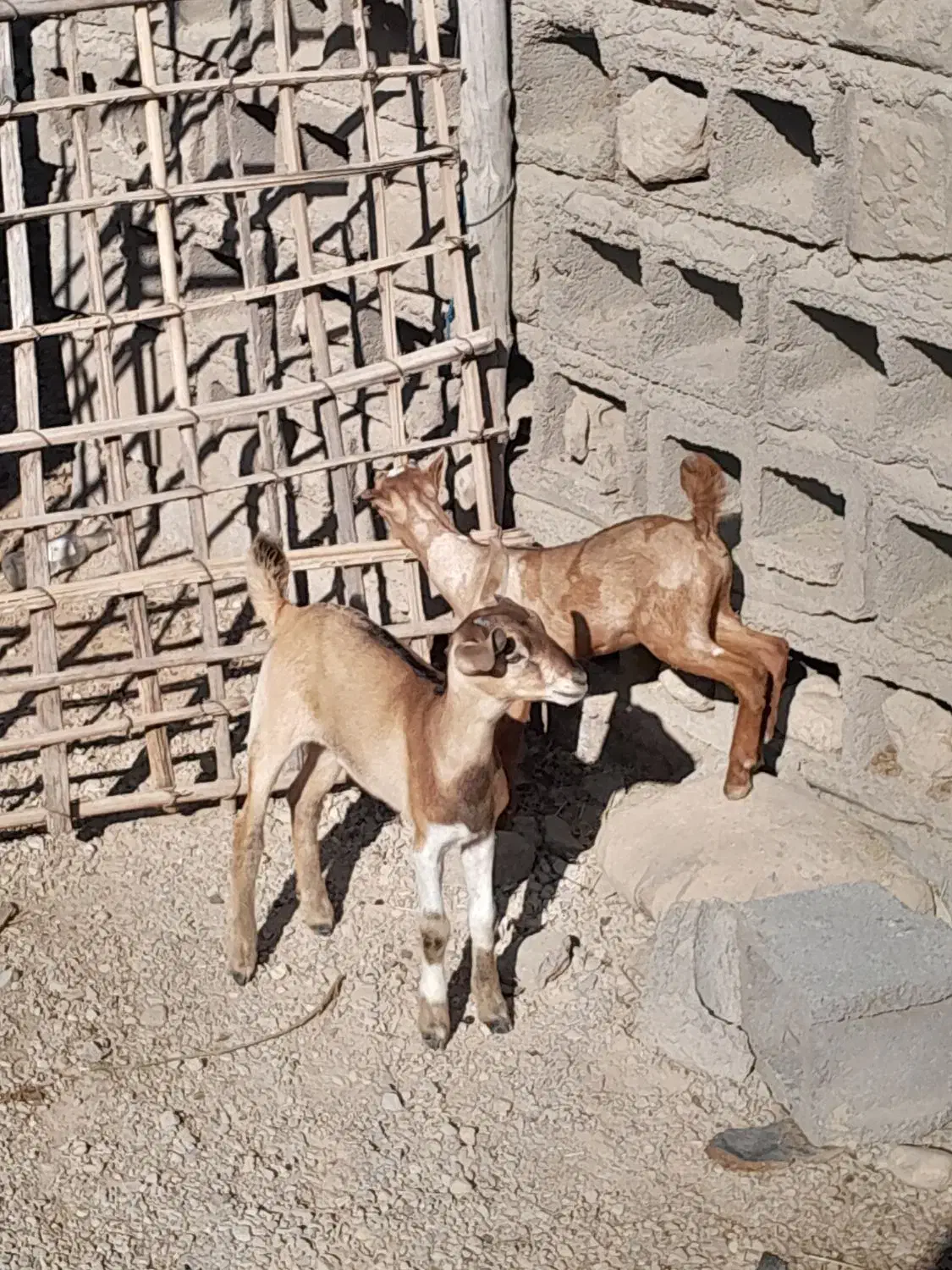 کهر شیرخوار میجاک|حیوانات مزرعه|بندرعباس, |دیوار