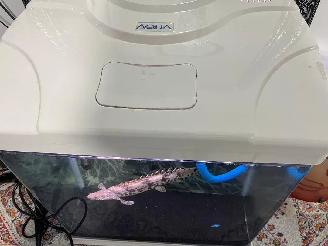 ماهی و آکواریوم زیر قیمت|ماهی|کرج, شهرک بنفشه|دیوار