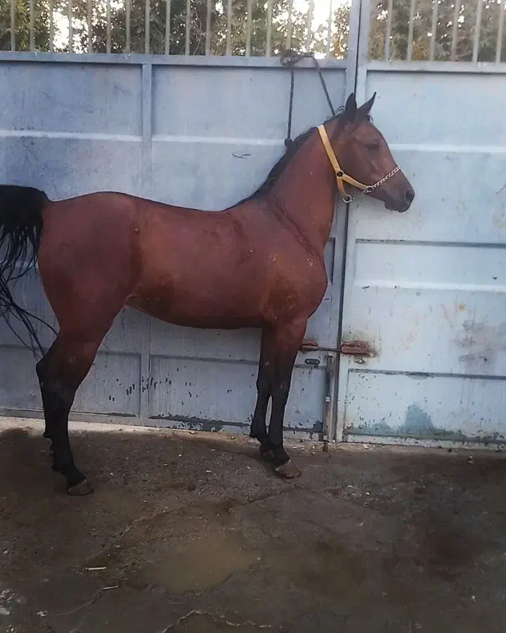 مادیان فروشی|اسب و تجهیزات اسب‌سواری|رباط‌کریم, نوده|دیوار