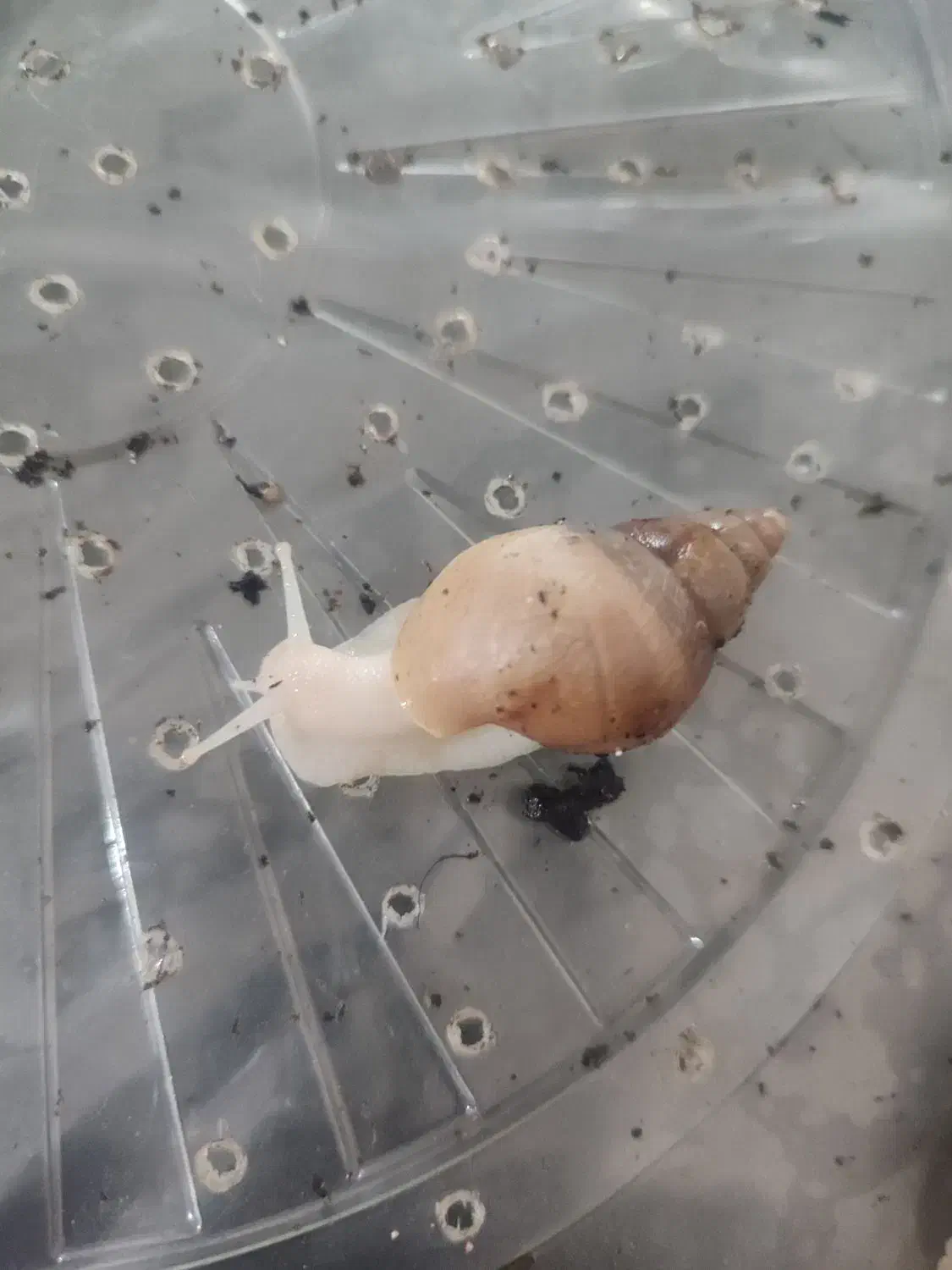 حلزون پرورشی آفریقایی آچاتینا جهت زیبایی پوست|خزنده|اهواز, کوروش|دیوار