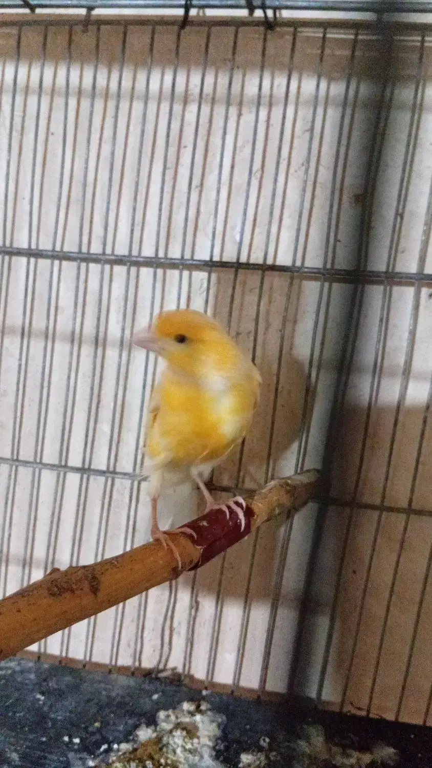 قناری نر|پرنده|گل تپه, |دیوار