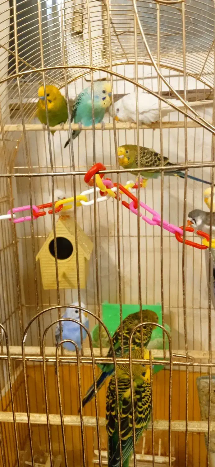 مرغ عشق زیبا|پرنده|مشهد, شهید بهشتی|دیوار