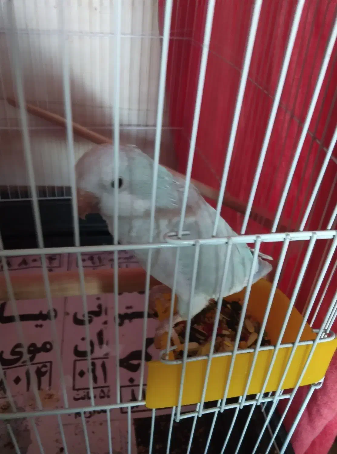 دو عدد|پرنده|ماهدشت, |دیوار