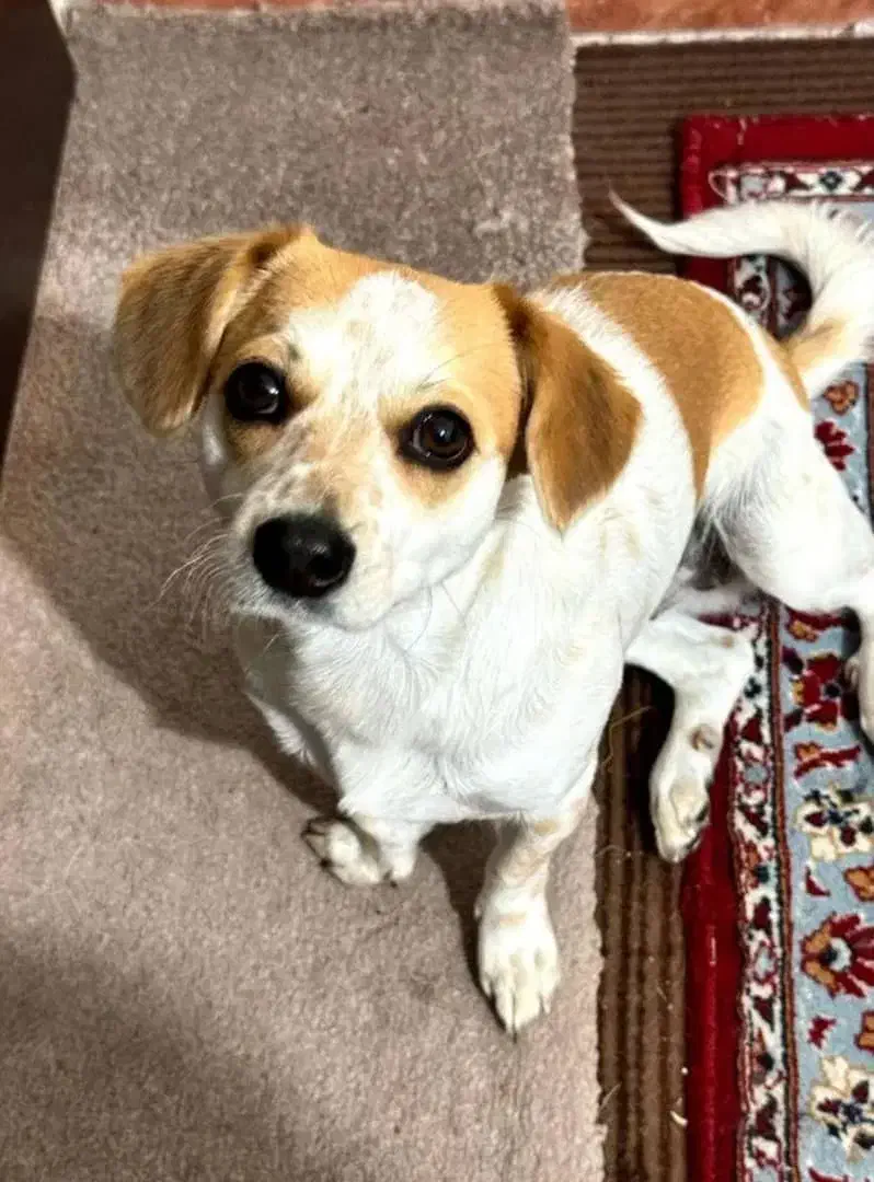 واگذاری|سگ|کازرون, |دیوار