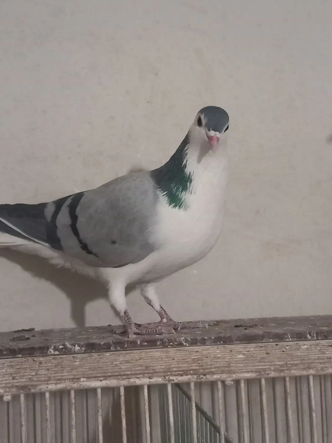 کبوتر نر واز بومی|پرنده|اصفهان, جوزدان الیادران|دیوار