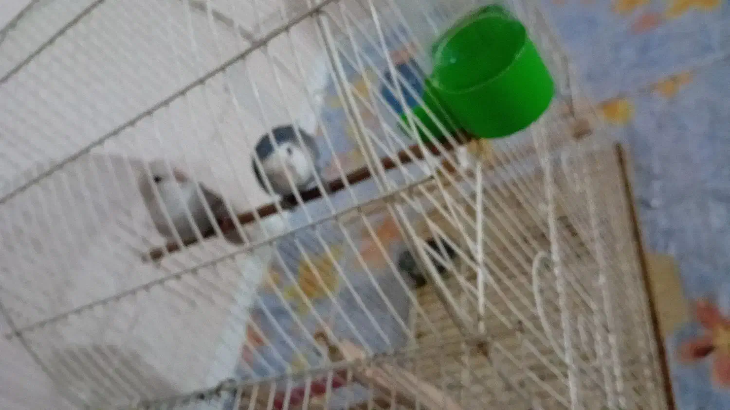 پرنده|پرنده|فردیس, شهرک شهید حسینی|دیوار