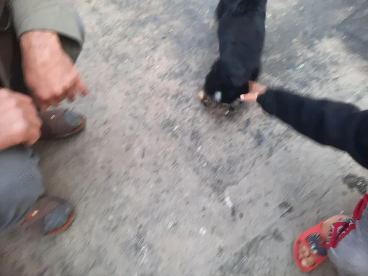 سگ پا کوتا|سگ|مشهد, رده|دیوار