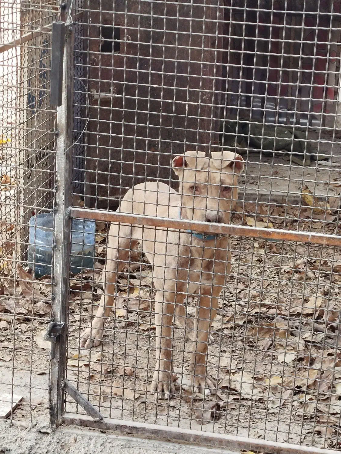 سگ پیت بول ، پیتبول|سگ|شیراز, حومه شیراز|دیوار