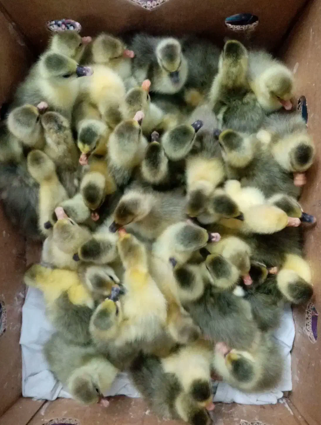 جوجه غاز یکروزه فروشی|حیوانات مزرعه|قائم‌شهر, |دیوار