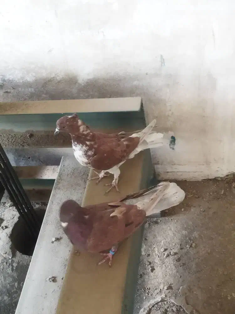 کبوتر غریبگیری|پرنده|کرج, کوی امامیه|دیوار