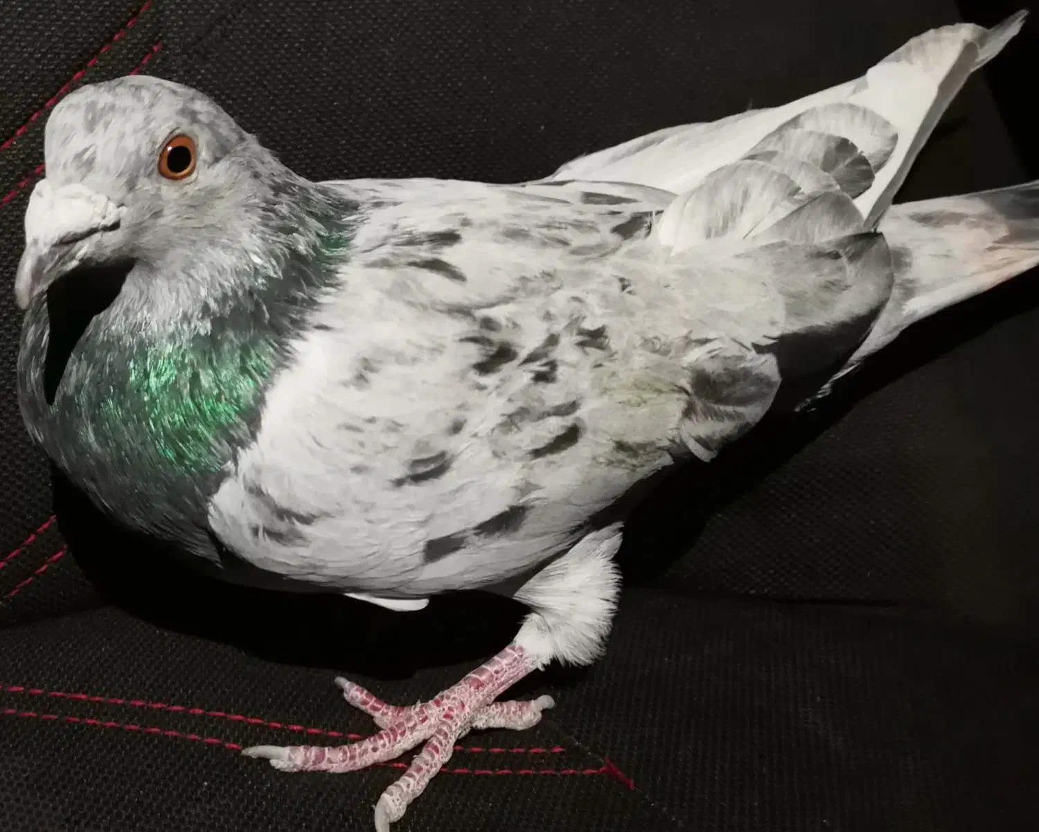 کبوتر سرور نر گرفتنی|پرنده|دیواندره, |دیوار