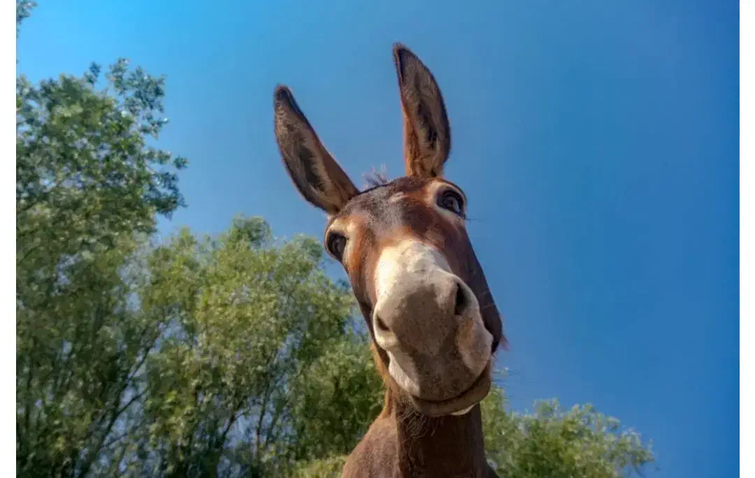 شیر الاغ +ماچ الاغ|خوردنی و آشامیدنی|تربتحیدریه, قائم|دیوار