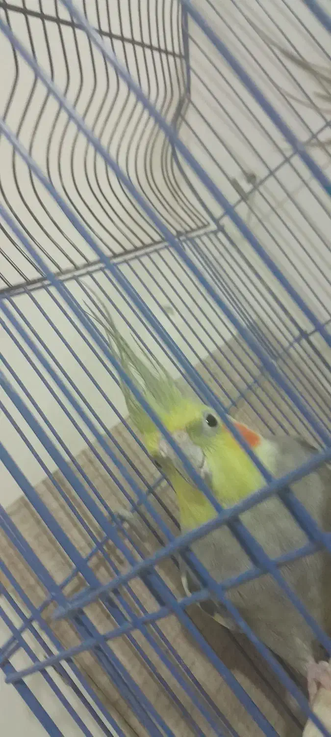 عروس هلندی|پرنده|صوفیان, |دیوار